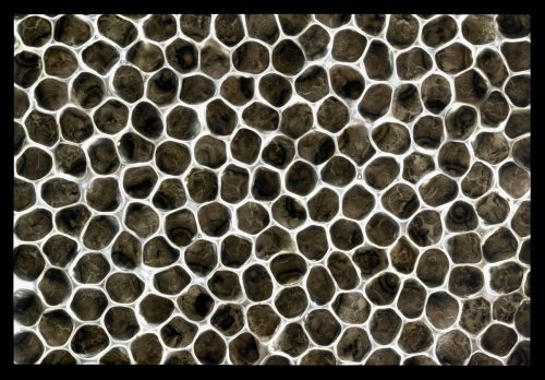 Caviar